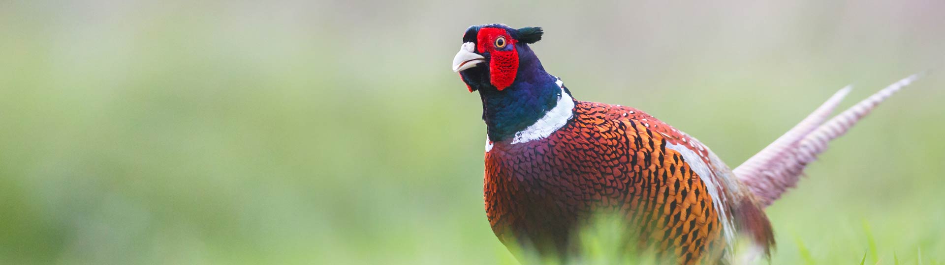 slider_fasan_03